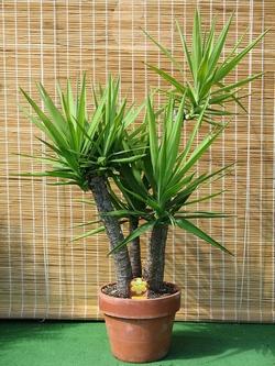 Una yucca in vaso