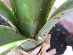 Un parassita della yucca