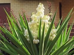 Un fiore di yucca