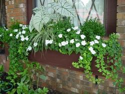 Edera in vaso usata per decorare una finestra