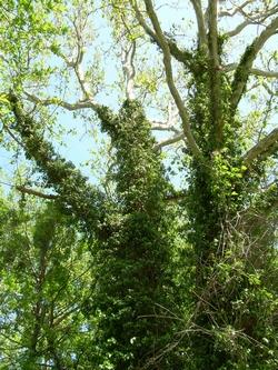 Albero rivestito di edera