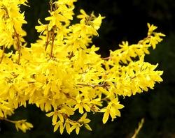 Fiori di forsythia