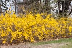 Siepe di forsythia