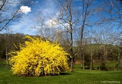 Cespuglio di forsythia