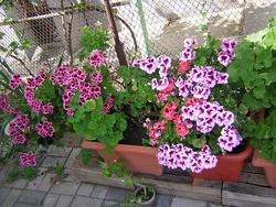 vasi di pelargonium domesticum