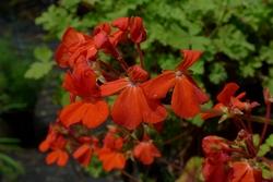 Pelargonium hortorum