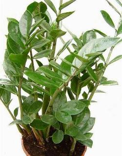 Una pianta zamioculcas