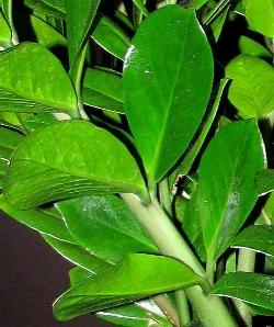 Le belle foglie della zamioculcas