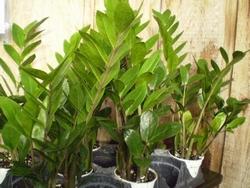 Piante di zamioculcas