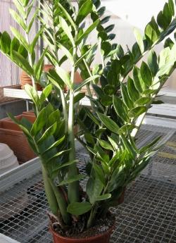 Una pianta di zamioculcas