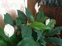 Pianta di spatifillo fiorita