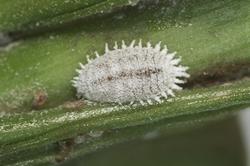 Cocciniglia farinosa