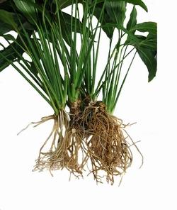 Rizoma dello spatifillo