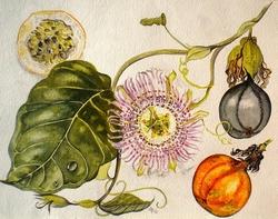 Passiflora: fiore e frutti