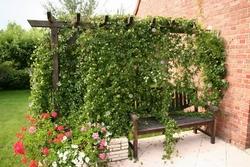 pianta del fiore della passione