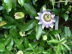 passiflora caerulea