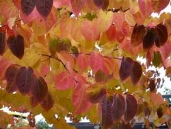 Foglie di Cercidiphyllum japonicum in autunno