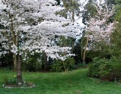 Alberi da fiore in un giardino