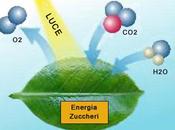 Fotosintesi funghi, completa testo