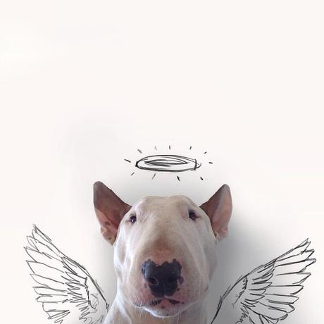 jimmy-choo-bull-terrier-illustrations-rafael-mantesso-7