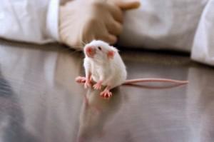 Sperimentazione animale | Stop vivisezione | Collezione i Cuccioli