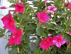 Dipladenia durante la fioritura