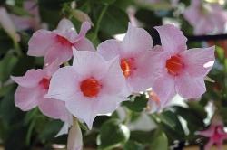 Dipladenia Bianca, pronta per prelevare le nostre talee