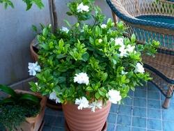 Pianta adulta di Gardenia