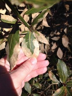Gardenia danneggiata dall' acqua calcarea