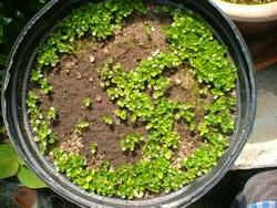 Semenzaio di Gardenia