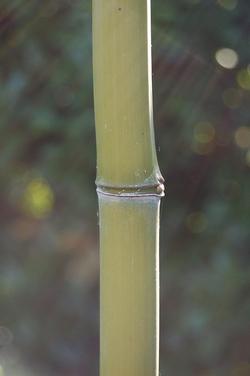 Un particolare del fusto di bamboo