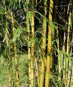 Una pianta di bamboo