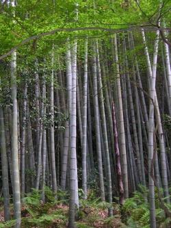 Una foresta di bamboo