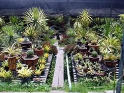 Coltivazione di sansevieria