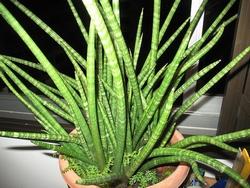 Varietà di sansevieria