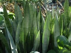 Pianta di sansevieria