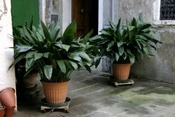 Aspidistra in vaso.
