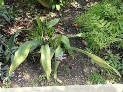 Aspidistra coltivata in piena terra.
