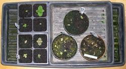 Piantine di gloxinia