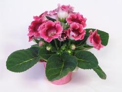 Esemplare di gloxinia