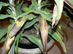 Dracaena colpita da avvizzimento delle foglie