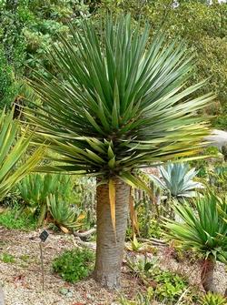 Dracaena draco coltivata all'aperto in un orto botanico