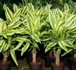 esemplari di Dracaena fragrans