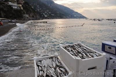 XXIII edizione della FESTA del PESCE : La Pulitura .....