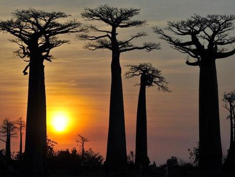 Morondava Viale dei Baobab