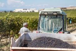 Apulia Attraction visita le Cantine Tormaresca