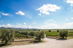 Apulia Attraction visita le Cantine Tormaresca