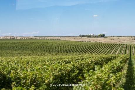 Apulia Attraction visita le Cantine Tormaresca