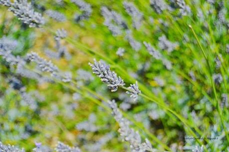 Manosque e Valensole - shabby&countrylife.blogspot.it