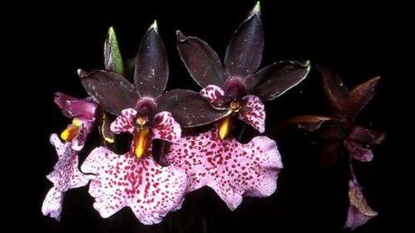 Oncidium nubigenum Orchidea